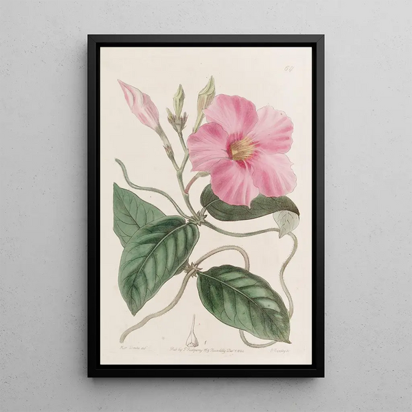 Sydenham Edwards - Knobjointed Dipladenia.webp