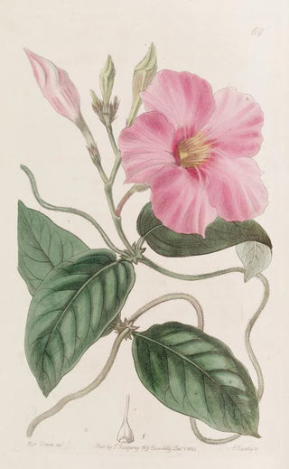 Sydenham Edwards - Knobjointed Dipladenia.webp