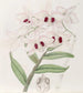 Dendrobium van Lady Dalhousie - Sydenham Edwards — weergave van het kunstwerk