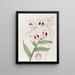 Dendrobium van Lady Dalhousie - Sydenham Edwards — ingelijst kunstwerk aan de muur