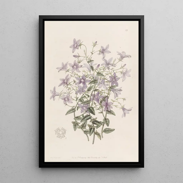 Sydenham Edwards - Laeflings Bellflower.webp