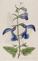 Sauge mexicaine à grandes fleurs bleues - Sydenham Edwards — weergave van het kunstwerk