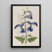 Sauge mexicaine à grandes fleurs bleues - Sydenham Edwards — ingelijst kunstwerk aan de muur