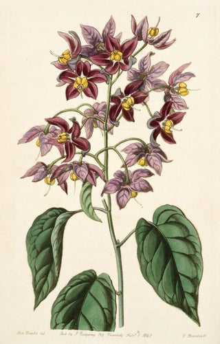 Sydenham Edwards - Largeanthered Bittersweet.webp