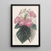 Achimènes à grandes fleurs - Sydenham Edwards — ingelijst kunstwerk aan de muur