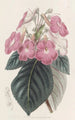 Achimènes à grandes fleurs - Sydenham Edwards — weergave van het kunstwerk