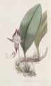 Bulbophyllum à grandes fleurs - Sydenham Edwards — weergave van het kunstwerk