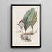Bulbophyllum à grandes fleurs - Sydenham Edwards — ingelijst kunstwerk aan de muur