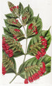 Combretum à grandes fleurs - Sydenham Edwards — weergave van het kunstwerk