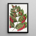 Combretum à grandes fleurs - Sydenham Edwards — ingelijst kunstwerk aan de muur
