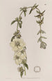 Heimia à grandes fleurs - Sydenham Edwards — weergave van het kunstwerk