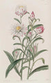 Hélichrysum à grandes fleurs - Sydenham Edwards — weergave van het kunstwerk