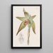 Lycaste à grandes fleurs - Sydenham Edwards — ingelijst kunstwerk aan de muur
