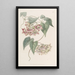Philibertia à grandes fleurs - Sydenham Edwards — ingelijst kunstwerk aan de muur