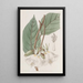Trochetia à grandes fleurs - Sydenham Edwards — ingelijst kunstwerk aan de muur
