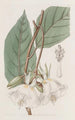 Trochetia à grandes fleurs - Sydenham Edwards — weergave van het kunstwerk