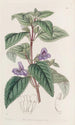 Wingpoint à grandes fleurs - Sydenham Edwards — weergave van het kunstwerk
