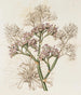 Zee lavendel met grote bladeren - Sydenham Edwards — weergave van het kunstwerk