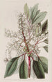 Arbousier à feuilles de laurier - Sydenham Edwards — artwork view