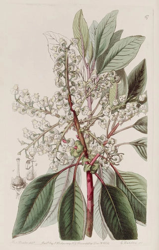Sydenham Edwards - Laurelleaved Strawberry tree.webp