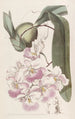 Odontoglossum au parfum de citron - Sydenham Edwards — weergave van het kunstwerk