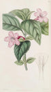 Ruellia à fleurs lilas - Sydenham Edwards — weergave van het kunstwerk
