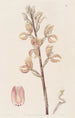 Govenia de Linden - Sydenham Edwards — weergave van het kunstwerk