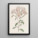 Alstroemeria rayée - Sydenham Edwards — ingelijst kunstwerk aan de muur