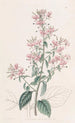 Lopezia à feuilles linéaires - Sydenham Edwards — weergave van het kunstwerk