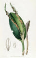Pleurothallis à tête de lézard - Sydenham Edwards — weergave van het kunstwerk