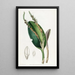 Pleurothallis à tête de lézard - Sydenham Edwards — ingelijst kunstwerk aan de muur