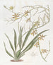 Oncidium nobel - Sydenham Edwards — weergave van het kunstwerk