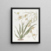 Oncidium nobel - Sydenham Edwards — ingelijst kunstwerk aan de muur