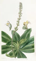 Traces de dame à longues bractées - Sydenham Edwards — weergave van het kunstwerk