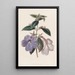 Achimènes à longues fleurs - Sydenham Edwards — ingelijst kunstwerk aan de muur