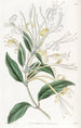 Chèvrefeuille à longues fleurs - Sydenham Edwards — weergave van het kunstwerk