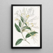 Chèvrefeuille à longues fleurs - Sydenham Edwards — ingelijst kunstwerk aan de muur