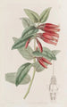 Macleania à longues fleurs - Sydenham Edwards — weergave van het kunstwerk