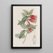 Macleania à longues fleurs - Sydenham Edwards — ingelijst kunstwerk aan de muur
