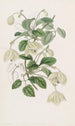 Clématite vierge de Majorque à longues tiges - Sydenham Edwards — weergave van het kunstwerk