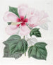 Hibiscus des marais - Sydenham Edwards — weergave van het kunstwerk