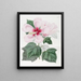 Hibiscus des marais - Sydenham Edwards — ingelijst kunstwerk aan de muur