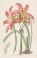 Habranthus des prés - Sydenham Edwards — weergave van het kunstwerk