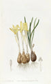 Sternbergia safranée des prés - Sydenham Edwards — weergave van het kunstwerk