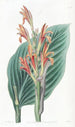 Canna de Mendoza - Sydenham Edwards — weergave van het kunstwerk