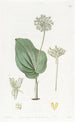 Microstylis à feuilles de langue de serpent mexicaanse - Sydenham Edwards | Reproduction — weergave van het kunstwerk