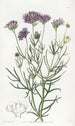 Gilia à feuilles de millefeuille - Sydenham Edwards — weergave van het kunstwerk