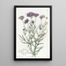 Gilia à feuilles de millefeuille - Sydenham Edwards — ingelijst kunstwerk aan de muur
