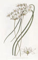Hespéroscordum blanc laiteux - Sydenham Edwards — weergave van het kunstwerk