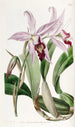 Variété van Laelia anceps van M. Barker - Sydenham Edwards — weergave van het kunstwerk